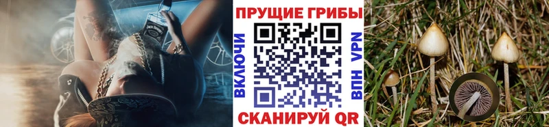 Псилоцибиновые грибы GOLDEN TEACHER  купить наркотики цена  Ростов 